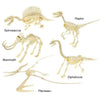 Conjunto de modelos de esqueletos de dinosaurios: Raptor, Spinosaurus, Mammut y Diplodocus.