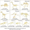 Una colección de modelos de esqueletos de dinosaurios como Spinosaurus, Diplodocus, Mammut, Raptor, Pterosaurio, T-rex y Sucr