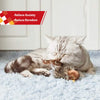 Tabbikissa lepää vaaleansinisellä pinnalla ja leikkii sirisevällä lelulla.