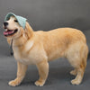 Un golden retriever con sombrero de sol de pana azul claro, de perfil.