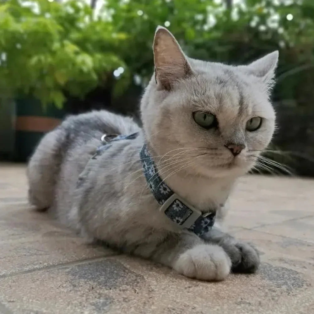 Un gato gris claro con un arnés estampado sentado al aire libre.