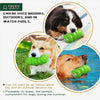 A dog is playing with a green bug-shaped squeaky chew toy in water and on land.