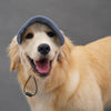 Un feliz golden retriever con un gorra de sol de pana azul claro ajustable.